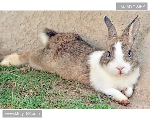 发财全看红波双打一生肖，结合生肖运势预测未来红波走势的实用技巧